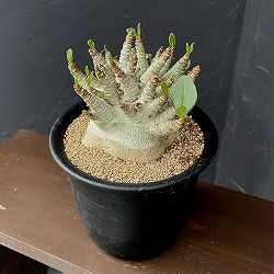 アデニウム：アラビカムスーパードワーフ　5号鉢植え26-02