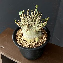 アデニウム：アラビカムスーパードワーフ　5号鉢植え26-05