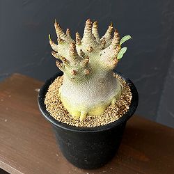 アデニウム：アラビカムスーパードワーフ　4号鉢植え26-09