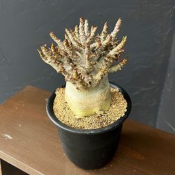 アデニウム：アラビカムスーパードワーフ　4号鉢植え26-10