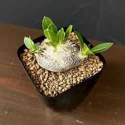 パキポディウム：エブレネウム 2.5号鉢植え*