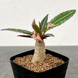 ユーフォルビア：ラバティー×クレメルシー　2.5号鉢植え