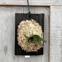 園芸ネット本店｜観葉植物:ビカクシダ・コウモリラン の商品一覧 【公式】