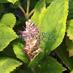 見返草（ミカエリソウ）：斑入り3号ポット