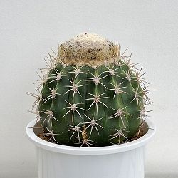 サボテン：メロカクタス　ハクレイウン（白麗雲）　7号鉢植え