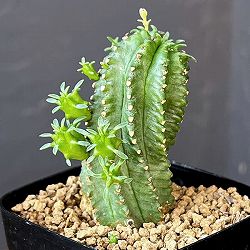 ユーフォルビア：ファンブリアータ×ホリダ 2.5号鉢植え
