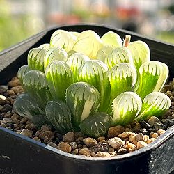 ハオルチア：氷灯錦　3号鉢植え