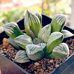 ハオルチア：クラック　3号鉢植え