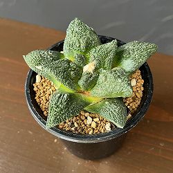アリオカルプス：ゴジラ（実生）　3号鉢植え