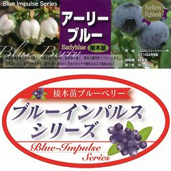 ブルーベリー：アーリーブルー接木苗5号ポット