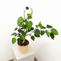 フィカス：ランフィー（ルンフィー）5号鉢植え