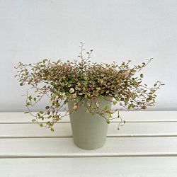 （わけあり特価）ワイヤープランツ：スポットライト（斑入葉）5号鉢植え