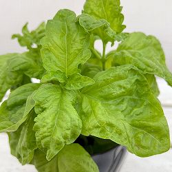 イタリアンハーブ：バジル　レタスバジル3.5号ポット