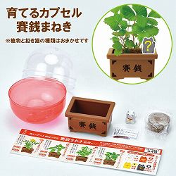 [ギフトに]育てるカプセル：賽銭まねき　1個