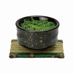 [ギフトに]栽培セット：抹茶碗苔盆栽（黒）