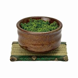 [ギフトに]栽培セット：抹茶碗苔盆栽（茶）