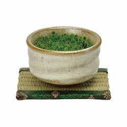 [ギフトに]栽培セット：抹茶碗苔盆栽（白）