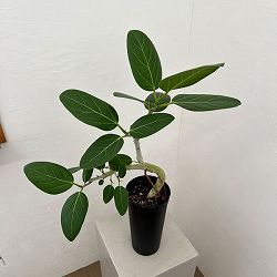 フィカス：ベンガレンシス4号ロング