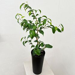 フィカス：ウィアンディ　4号ロング