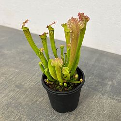 サラセニア：レウコフィラハイブリット3号