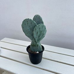 ウチワサボテン：オオマルボン（大丸盆）　3号鉢植え*