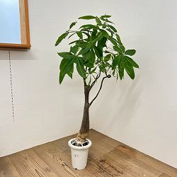 パキラ：グラブラ （実生株）　6号鉢植え26-05