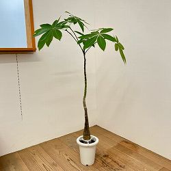 パキラ：グラブラ （実生株）　6号鉢植え26-07