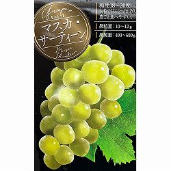 ブドウ：マスカ・サーティーン挿木苗3.5号ポット
