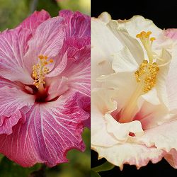 ハイビスカス：イメルダ 4.5号ポット植え