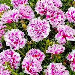 マツバボタン（八重咲き）：リトルマーメイド3号ポット 6株セット
