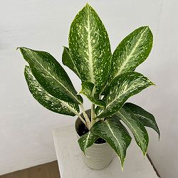 アグラオネマ：パランサップ　4号鉢植え