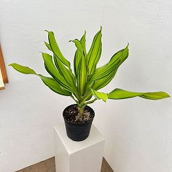 ドラセナ：フラグランス　スカイライン　6号鉢植え