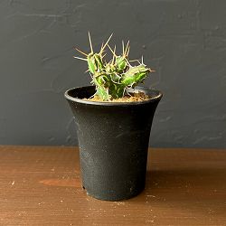 ユーフォルビア：カリサナ　3号鉢植え26-01
