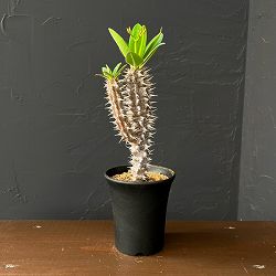 ユーフォルビア：ホロンベンシス　3.5号鉢植え26-02