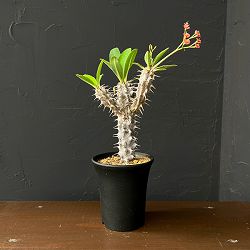 ユーフォルビア：ホロンベンシス　3.5号鉢植え26-01