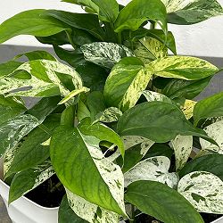 エピプレムヌム：ピナツム　マーブル　4号鉢植え*