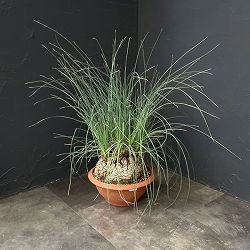 カリバナス：フーケリー 8号鉢植え