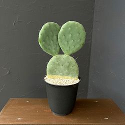 ウチワサボテン：オオマルボン（大丸盆）　5号鉢植え