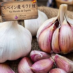 [26年10月中下旬予約]ニンニク：紫にんにく（モラド種）1芽　苗2.5号ポット　