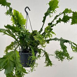 ミクロソリウム：プンクタツム(ドラゴンウィング)　7号吊鉢植え