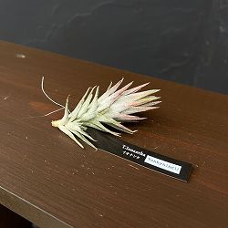 チランジア：イオナンタ・ヴァンハイニンギー