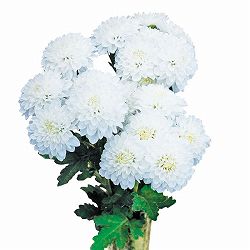 手間なし菊苗：8月咲き小菊：白花（白馬）4号ポット