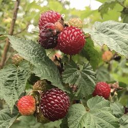 ラズベリー：レッドドリーム8号鉢植え