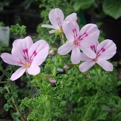 ニオイゼラニウム：レモン4.5号鉢植え