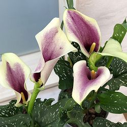 カラー：フェルメール芽出し苗3.5号ポット