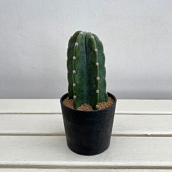 サボテン：ハシラサボテン　キメンカク　3.5号鉢植え