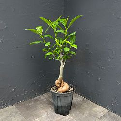 バオバブ：ディギタータ（実生株）　7号鉢植え26-02