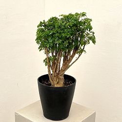 ポリシャス：パセリ　5号鉢植え