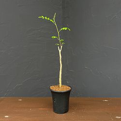 コミフォラ：sp.2　Romy　2.5号鉢植え