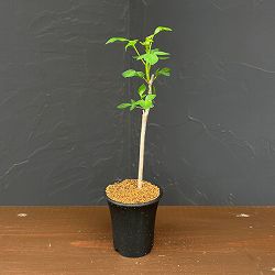 コミフォラ：sp.　Yulu（Mutha）　2.5号鉢植え